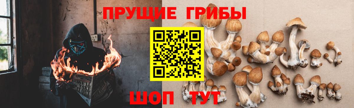 Галлюциногенные грибы Psilocybe Владимир